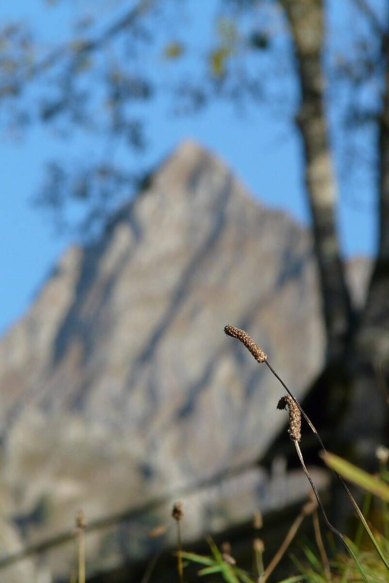 plantain, plant, meadow, stem, nature, stalk, blossom, bloom, brown, sharpness, blur, background, floral background, mountain, courtesy, plantago lanceolata, kebab, lung leaf, serpent tongue, plantain plant, plantaginaceae, lanceolata, plantago, wild herb, wild flora, wild plant, medicinal plant, flower spikes, blurred background, naturopathy, beautiful wallpaper, iphone wallpaper