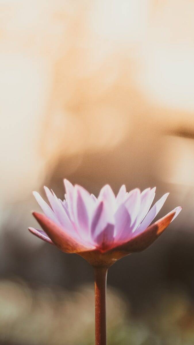 shallow focus photography of purple flower